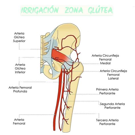 Visión detallada del origen y trayecto de la arteria glútea inferior