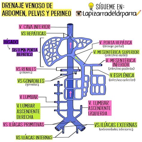 Red de drenaje venoso de la región pélvica y glútea