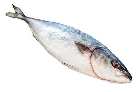 Pescado jurel fresco