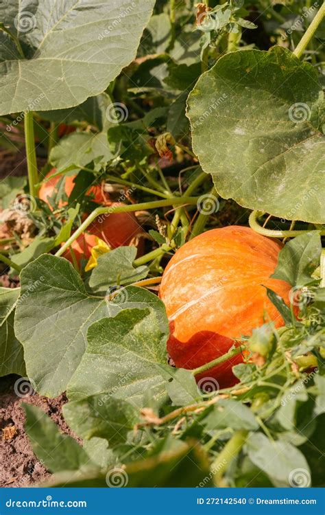 Calabazas en crecimiento