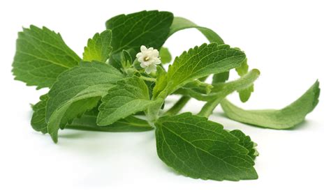Planta de stevia y sus hojas
