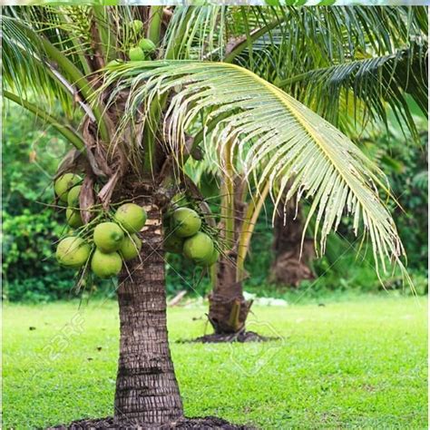 Flores de palma de coco para la extracción de savia