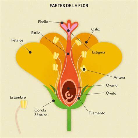 Diagrama de las partes de una parrilla de moto