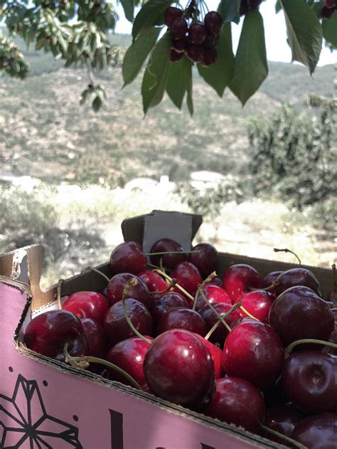 Cestas de cerezas frescas en el Valle del Jerte
