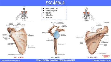 Escápula u omóplato con sus principales puntos de referencia
