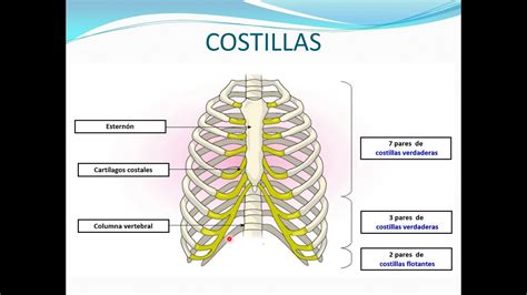 Representación de las costillas y su articulación con el esternón