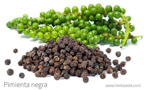 Esquema de las variedades de pimienta negra, blanca y verde