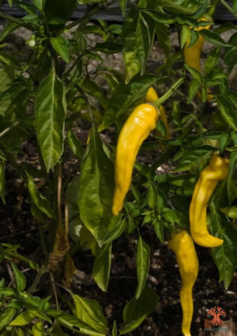 Diferencias entre Piper nigrum y Capsicum