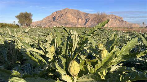Campo de alcachofas frescas en la Vega Baja del Segura