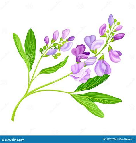 Planta de alfalfa con flores púrpuras