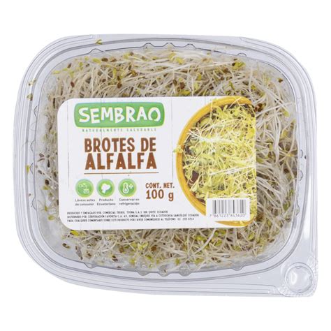 Brotes de alfalfa frescos