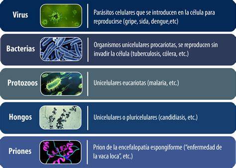 Lista de los principales tipos de bacterias y hongos en la boca