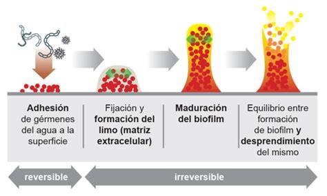Proceso de formación del biofilm dental
