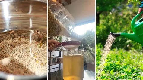 Mujer aplicando el fertilizante de lentejas con un atomizador en una orquídea.