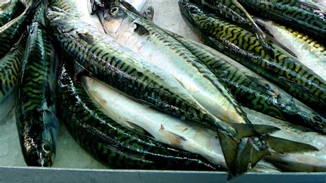 Caballa fresca