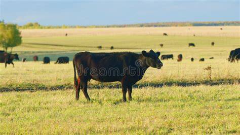 Vaca Angus pastando en un prado