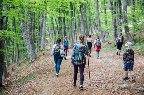 personas haciendo senderismo en un bosque frondoso