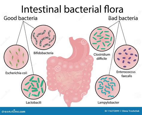 Ilustración de la flora intestinal y bacterias beneficiosas