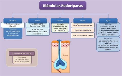 Esquema de las glándulas sudoríparas en diferentes mamíferos