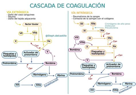 Gráfico de temperaturas de coagulación de las proteínas del huevo