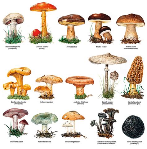 Diversidad de setas y hongos