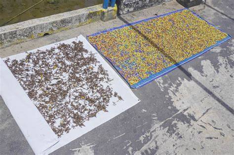 Proceso de secado del clavo de olor al sol