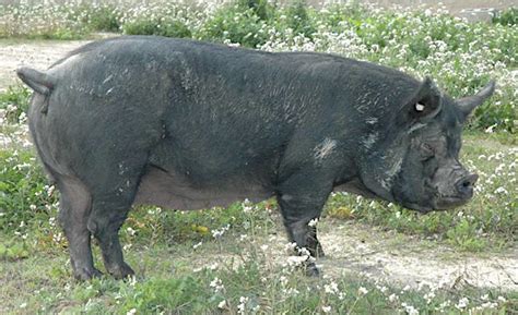 Cerdo de raza Chato Murciano en su entorno tradicional