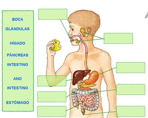 Esquema del aparato digestivo humano