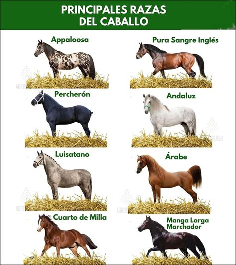 Caballos de raza de tiro pastando en una granja