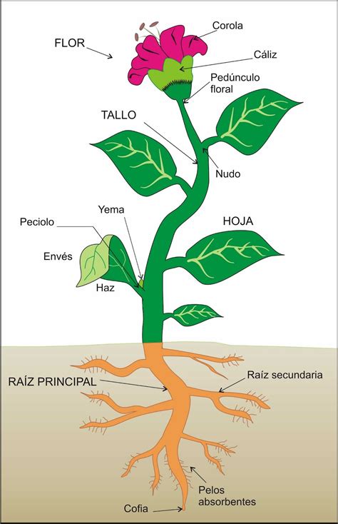 Esquema de las partes de una planta de poroto
