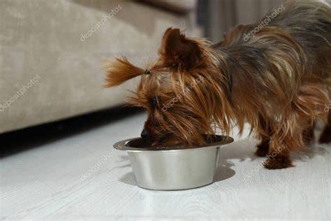 Perro Yorkshire Terrier comiendo verduras