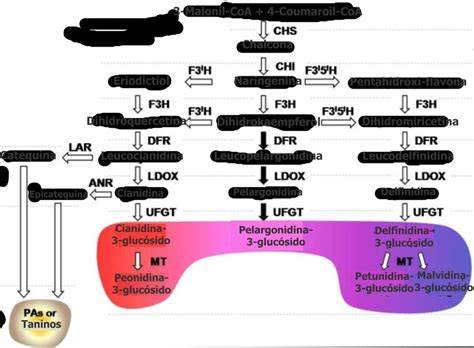 Esquema de la vía biosintética de los glucósidos cianogénicos