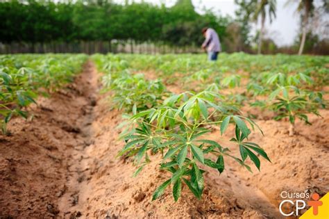 Planta de mandioca y sus aplicaciones