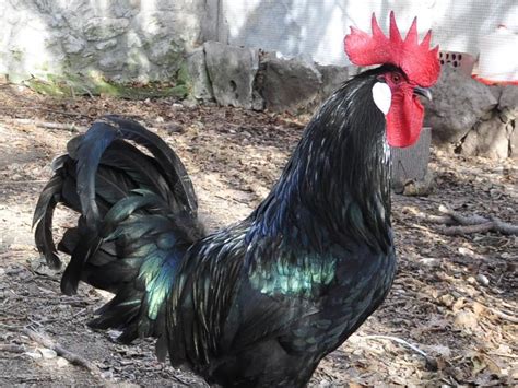 Gallo de la Gallina Castellana Negra mostrando plumaje y cresta
