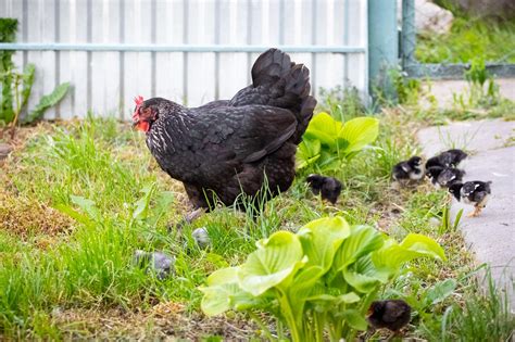 Gallina Castellana Negra con sus polluelos