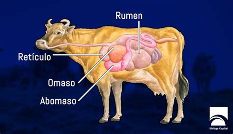 Esquema del sistema digestivo de un rumiante, señalando el cuarto estómago o abomaso