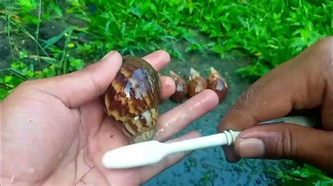 Limpieza de caracoles