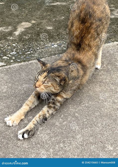 Gato revolcándose en el suelo con una expresión de placer