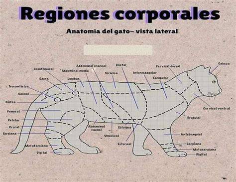 Mapa mostrando las zonas del cuerpo del gato donde se encuentran las glándulas de olor para el marcaje territorial