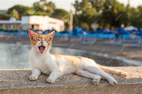 Gato tumbado sobre baldosas frías en un día caluroso