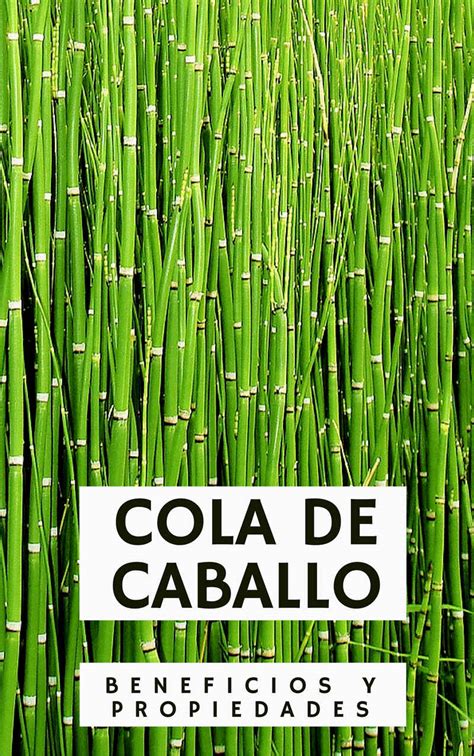 Infografía sobre los usos tradicionales y medicinales de la cola de caballo