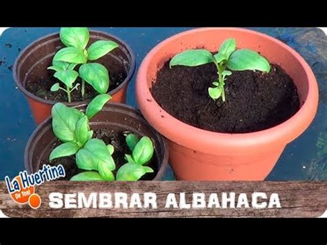 Germinado de albahaca en plato de germinación