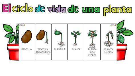 Esquema del ciclo de vida de la planta de alcachofa