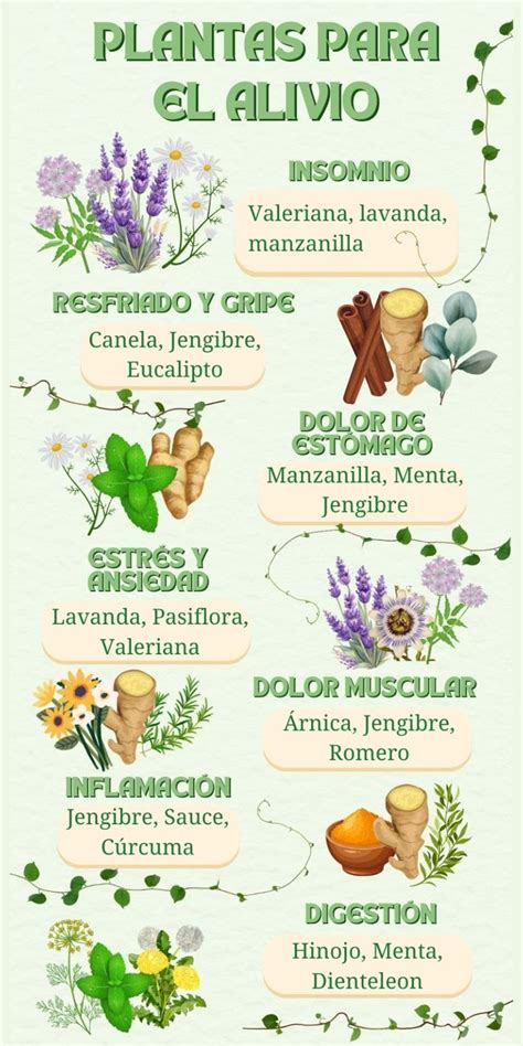 Hierbas medicinales para el alivio de golpes