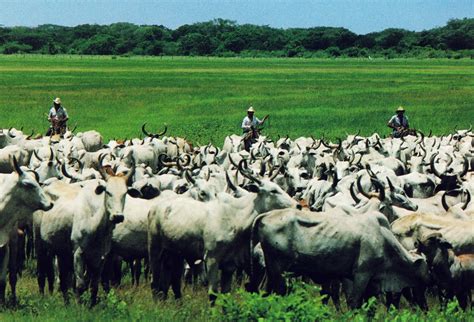 Llaneros arreando ganado en los llanos colombo-venezolanos