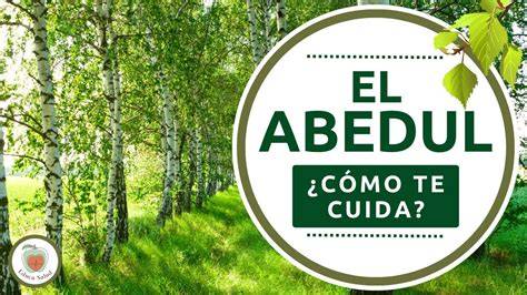 Infografía mostrando los beneficios del abedul para diferentes partes del cuerpo