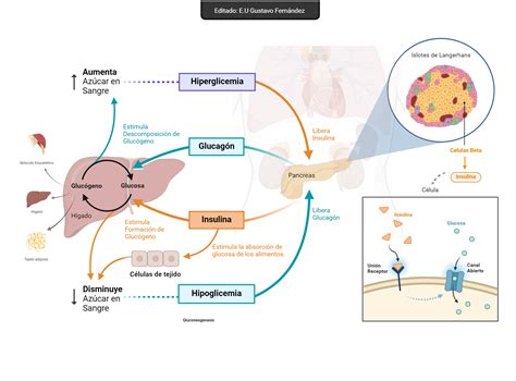Esquema del proceso de la diabetes en el cuerpo humano