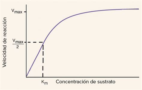 Gráfico de velocidad de fermentación con un máximo