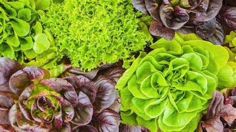 Hojas de lechuga escaldadas en agua con hielo