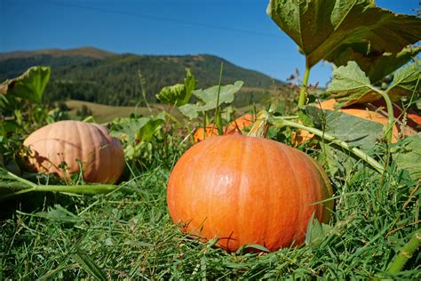 Calabaza y sandía conversando en un huerto